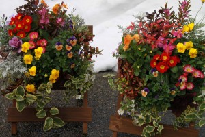 12620643_932359343508799_1186789024_o