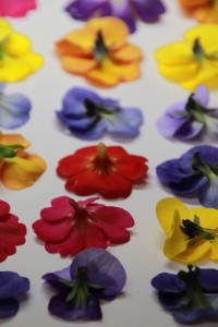 12621994_1552805505045709_4712407244852792150_o