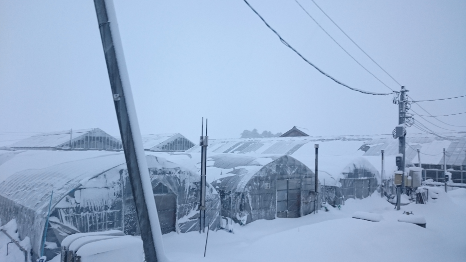 積もりました！ついに！