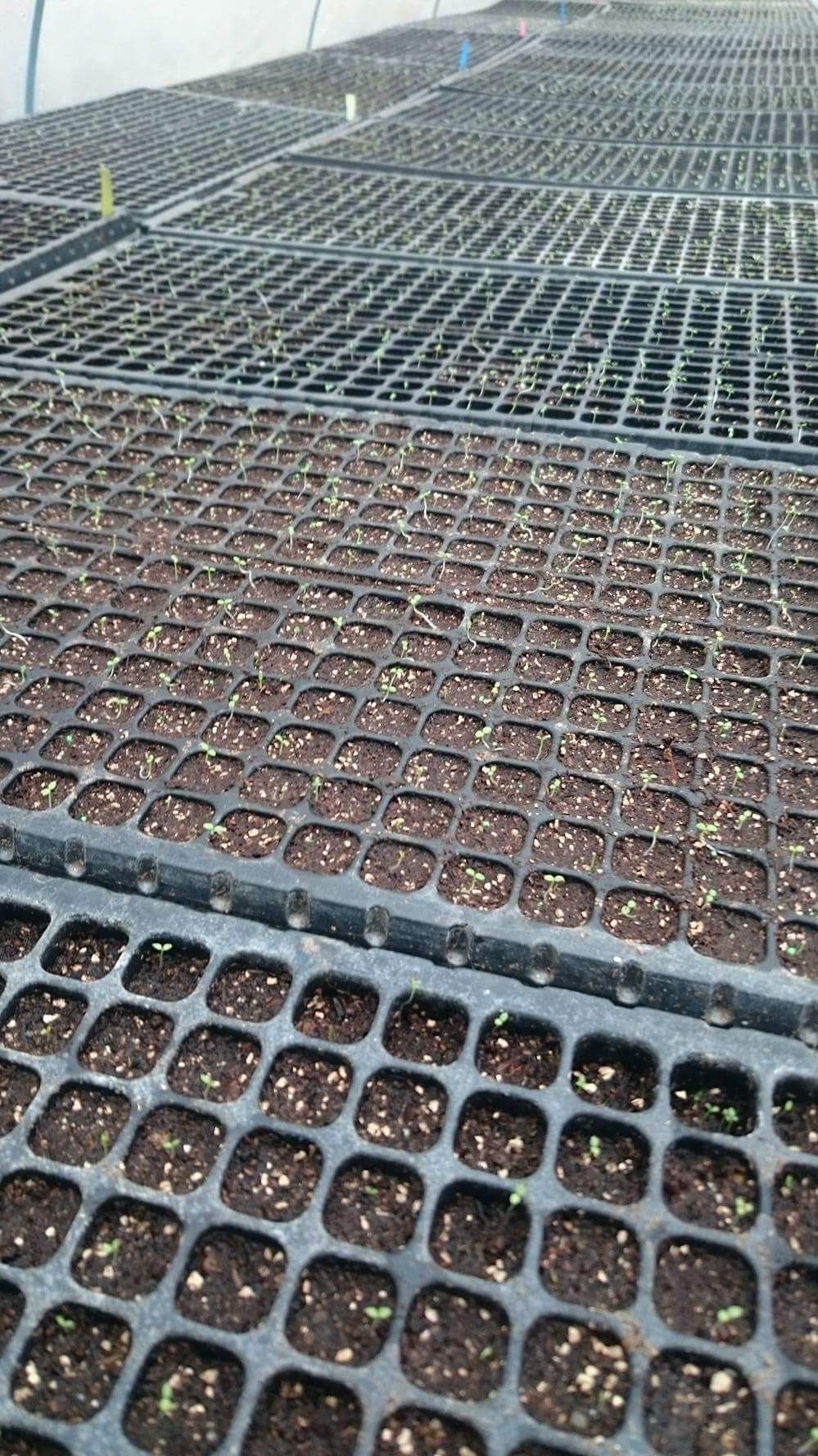 芽がでてきたよ♪