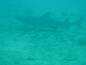 11257321_936716756406391_5862454306428409984_o