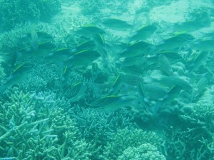 12593662_936716423073091_5370759996539960662_o