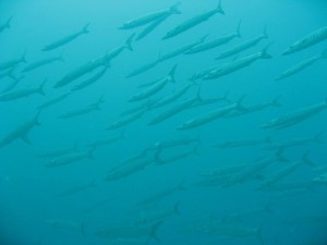 12615520_936717129739687_2308723113956857314_o