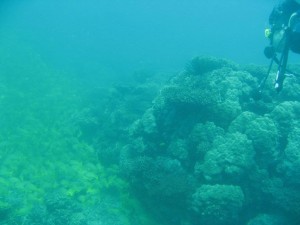 12622054_936716479739752_4429513697995520134_o