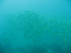 12628517_936716349739765_4013271414893033967_o