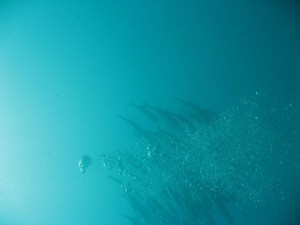 12628572_936717059739694_6334538558108992917_o