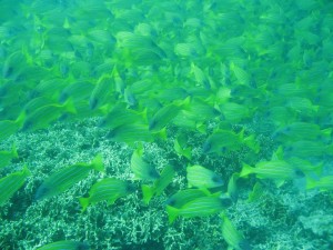 12628576_936716553073078_7679276493847486606_o