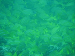 12628597_936716476406419_7631045435126079622_o