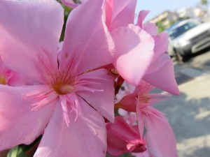 12633605_936719966406070_1757704571124921531_o