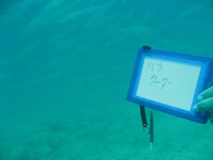 12640483_936716979739702_6421606073383633526_o