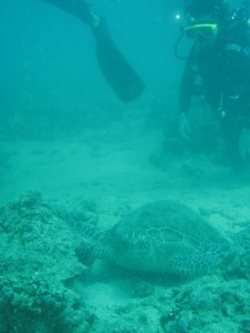 12644878_936716813073052_5995555080751384414_n