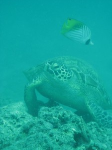 12647179_936717193073014_6890443213968091279_n