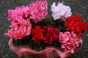 12656412_938152262929507_567102296_o