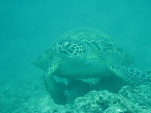 12658022_936717196406347_2989399278913876956_o