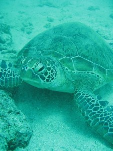 12661877_936716983073035_1343436946582048478_n