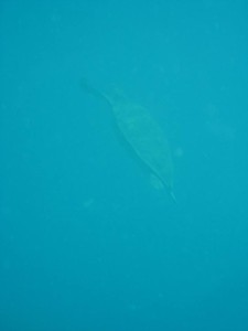 12662437_936717246406342_5423659581691388424_n