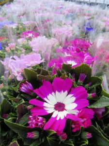 12670583_940086376069429_9103173235526567783_n