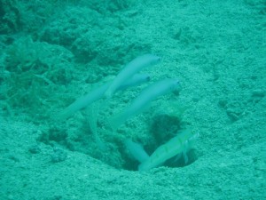 12694822_936716803073053_1165580429281121805_o