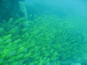 12694949_936716539739746_6772221348100970929_o