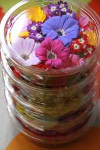 12696273_939592349452165_824367460_n