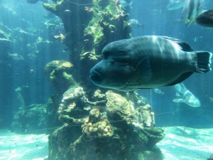 12697098_936720089739391_2142278821629180420_o