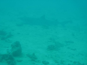 12697377_936716709739729_1659631135325583029_o