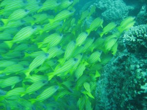 12698517_936716589739741_998501183024758750_o