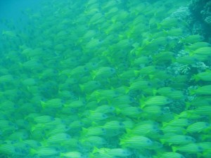 12698596_936716556406411_257581033387653929_o