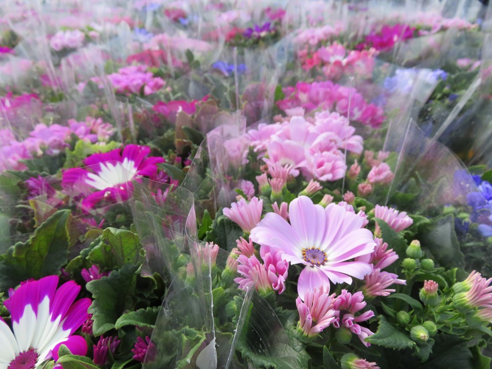 サイネリア出荷開始です☆