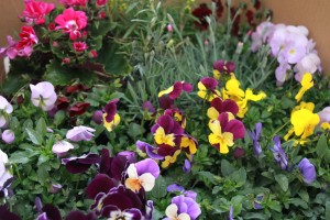 12716342_1564332593893000_3809179948326794745_o