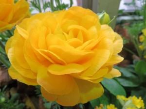 12736989_945889515489115_74574689_o