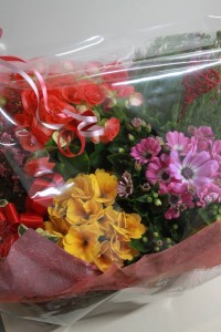 12746274_942391919172208_909866460_n