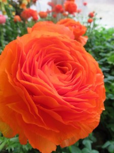 12767330_945889585489108_143524895_n