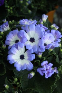 12771511_948948951849838_1900877173575863206_o