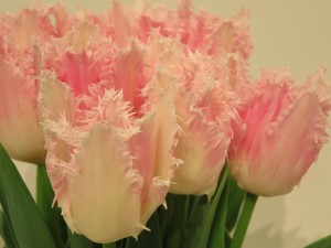 12800322_949684148442985_3616182692998171793_n