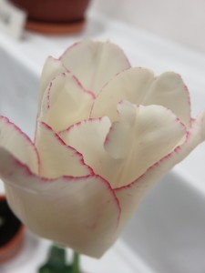 12803054_949684095109657_6293903371481561976_n