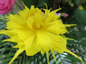 12804648_949684025109664_7862685626834570592_n