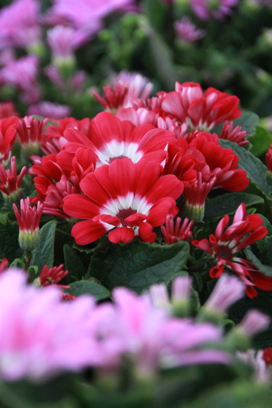 長年の自家採種の賜物☆