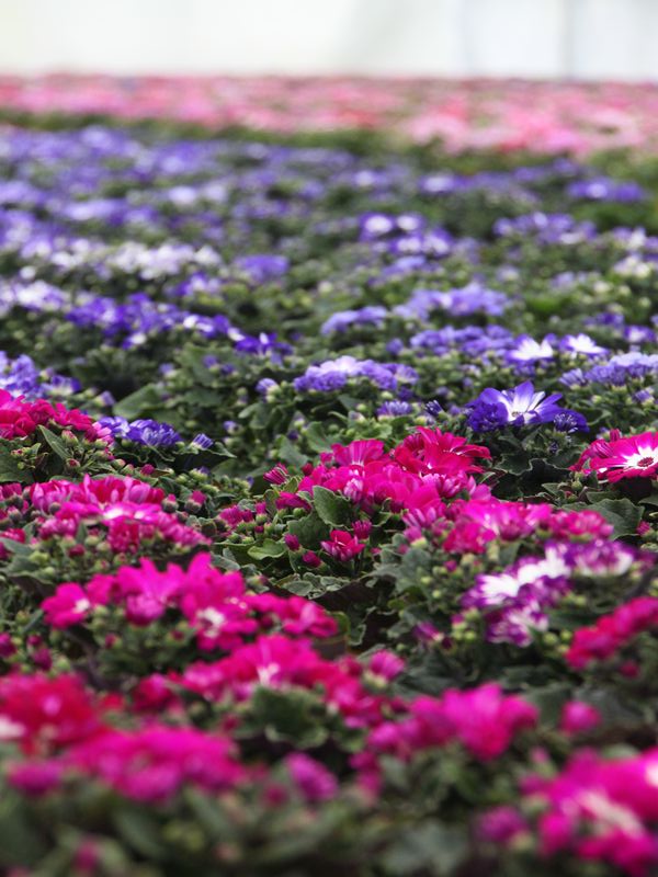 サイネリア完売御礼☆