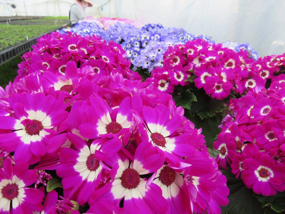 サイネリアの種