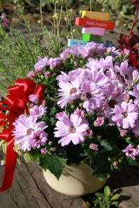 12516559_969367369807996_462081570_n