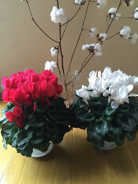 シクラメンその後