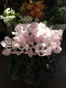 12596376_965393266872073_189961972_n