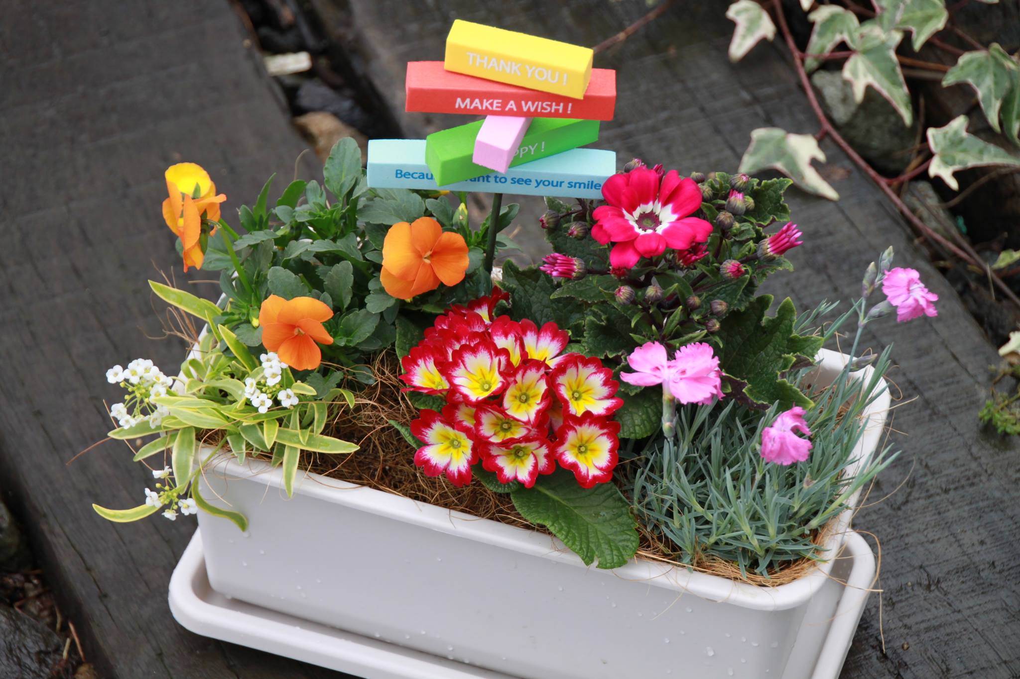 美食花の寄せ植え発送