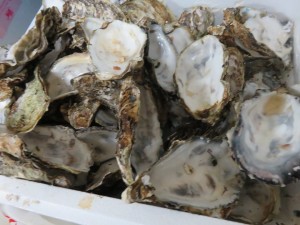 12814500_953615831383150_4041533375219082824_n