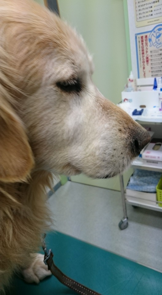 我が家の「イヌ」たち撃沈