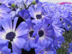 12874596_963119857099414_1345936174_o