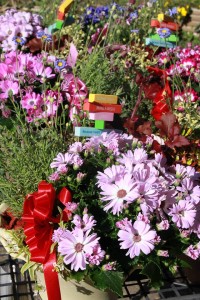 12884486_969367383141328_2011847310_n