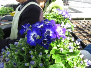 12894473_967490303329036_2116490012_o