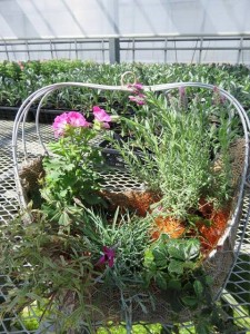 12895246_967490296662370_2063865803_n